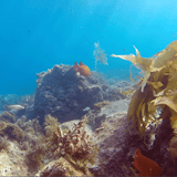 GoPro Hero4 Session Red Snorkel Filter