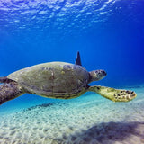 Gopro Filter 3-Pack // Underwater 