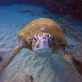 Switchblade2.0 // GoPro Hero4 | Hero3+